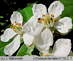 Choisya ternata (czojsia trójlistkowa)