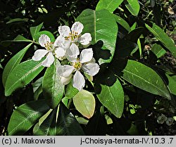 Choisya ternata (czojsia trójlistkowa)