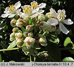 Choisya ternata (czojsia trójlistkowa)