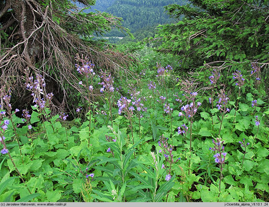 Cicerbita alpina (modrzyk górski)