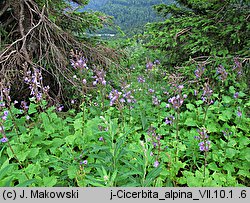 Cicerbita alpina (modrzyk górski)