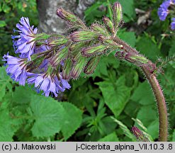 Cicerbita alpina (modrzyk górski)