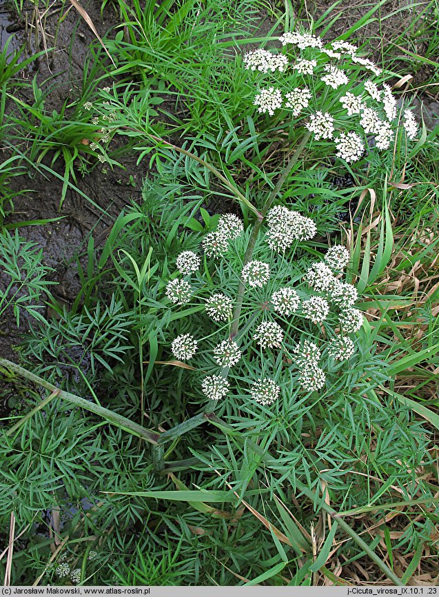 Cicuta virosa (szalej jadowity)