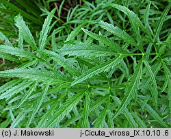 Cicuta virosa (szalej jadowity)