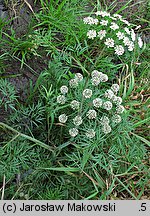 Cicuta virosa (szalej jadowity)