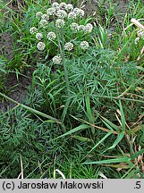 Cicuta virosa (szalej jadowity)