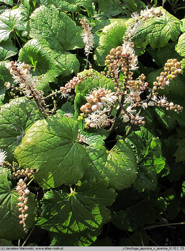 Actaea japonica (pluskwica japońska)