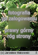 Actaea japonica (pluskwica japońska)