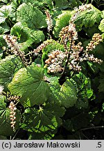 Actaea japonica (pluskwica japońska)