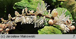 Actaea japonica (pluskwica japońska)