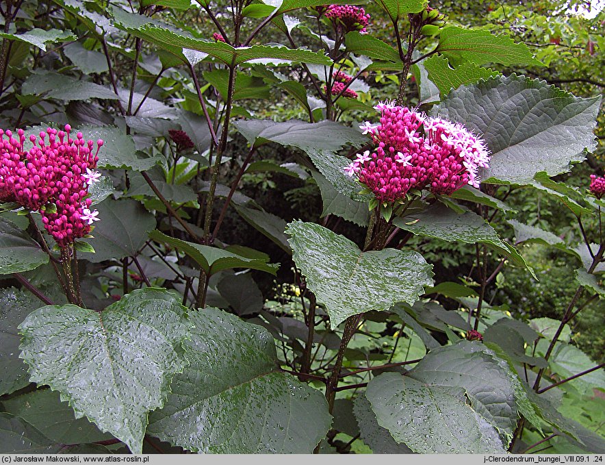 Clerodendrum bungei (szczęślin Bungego)