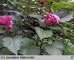 Clerodendrum bungei (szczęślin Bungego)