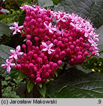 Clerodendrum bungei (szczęślin Bungego)