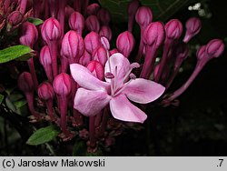 Clerodendrum bungei (szczęślin Bungego)