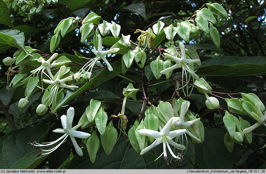 Clerodendrum trichotomum (szczęślin trójdzielny)