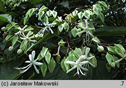 Clerodendrum trichotomum (szczęślin trójdzielny)