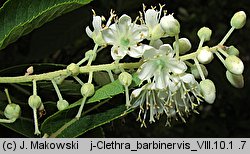 Clethra barbinervis (orszelina szara)