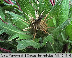 Cnicus benedictus (drapacz lekarski)