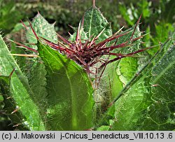 Cnicus benedictus (drapacz lekarski)