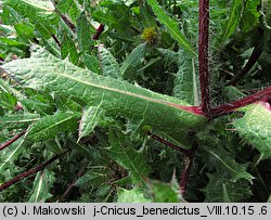 Cnicus benedictus (drapacz lekarski)