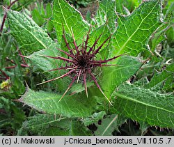 Cnicus benedictus (drapacz lekarski)