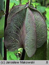 Cobaea scandens (kobea pnąca)