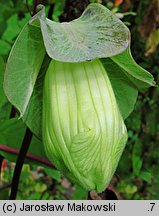 Cobaea scandens (kobea pnąca)