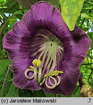 Cobaea scandens (kobea pnąca)