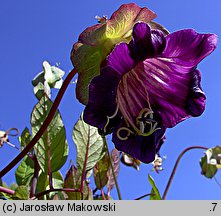 Cobaea scandens (kobea pnąca)