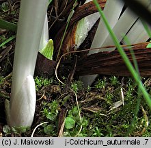 Colchicum autumnale (zimowit jesienny)