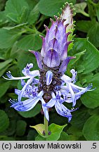 Plectranthus caninus