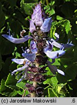 Plectranthus caninus