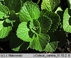 Plectranthus caninus