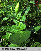 Plectranthus caninus