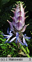 Plectranthus caninus