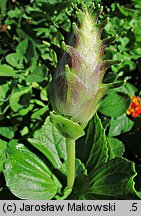 Plectranthus caninus