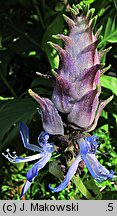 Plectranthus caninus