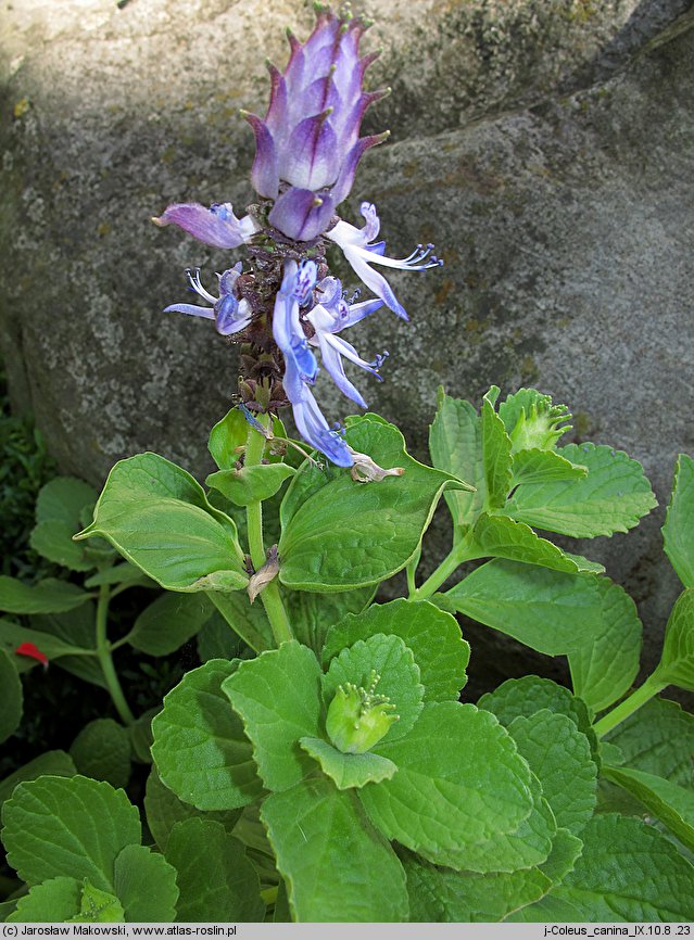 Plectranthus caninus