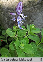 Plectranthus caninus