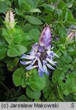 Plectranthus caninus