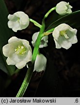 Convallaria majalis (konwalia majowa)