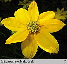 Coreopsis verticillata (nachyłek okółkowy)