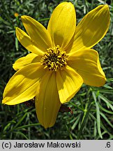 Coreopsis verticillata (nachyłek okółkowy)