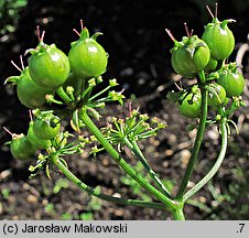 Coriandrum sativum (kolendra siewna)