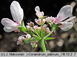 Coriandrum sativum (kolendra siewna)