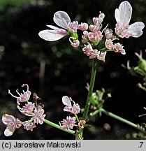 Coriandrum sativum (kolendra siewna)