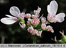 Coriandrum sativum (kolendra siewna)