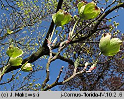 Cornus florida (dereń kwiecisty)