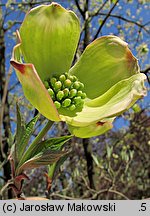 Cornus florida (dereń kwiecisty)