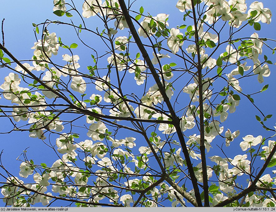 Cornus nuttallii (dereń Nuttalla)